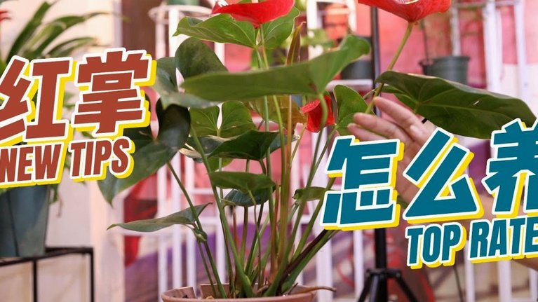 怎么才能套出花呗