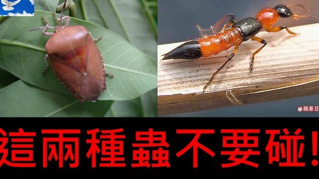 便荔卡包提现中一天了没到账