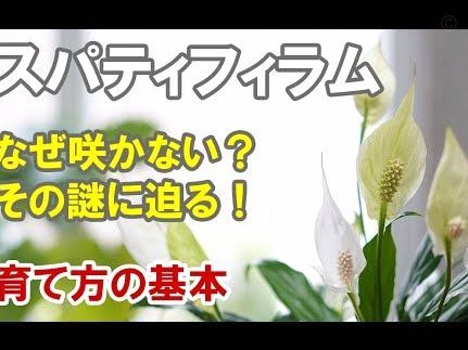 享花卡可以提现吗