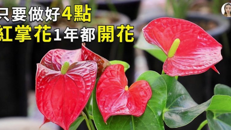 如何提高花呗额度？