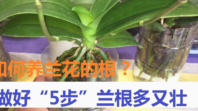 怎么套花呗?