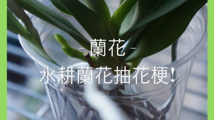 花卡妙用与风险指南