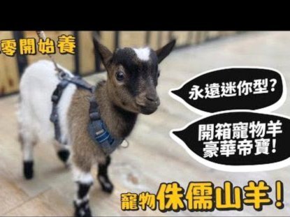 羊小咩卡额度能提现？看完这篇你就懂了