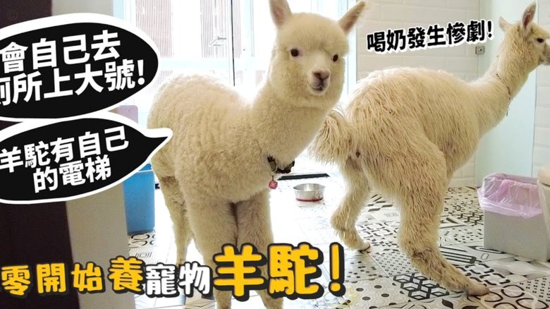 得物月付如何提现
