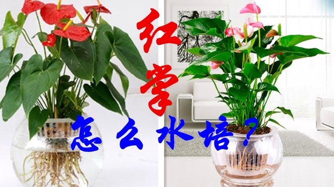 花呗套现：风险与精细化运营