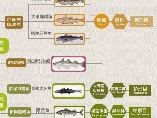 鹿优鲜鳕鱼怎么样