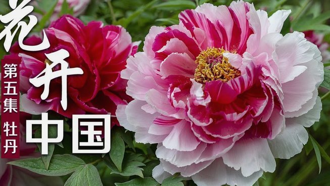 花呗怎么会被发现套现