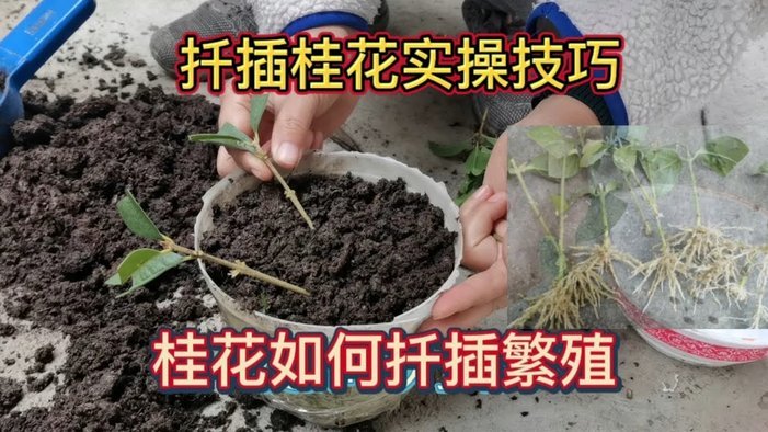 拿去花额度提现技巧